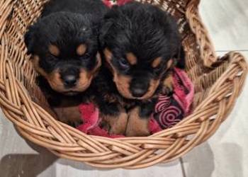 Rottwailer