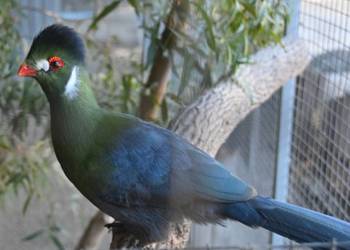 Turaco Białouche Para ( Turaco Leucotis)