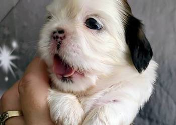 Szczenięta shih tzu z genem blue