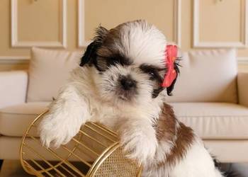 GOTOWA DO ODBIORU piękna suczka rasy Shih-Tzu tricolor