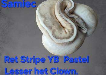 Pytony  królewski  .