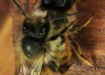 Pszczoły murarki 400szt