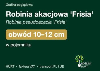 Robinia akacjowa 'Frisia' obwód 10-12 cm, w pojemniku – HURT