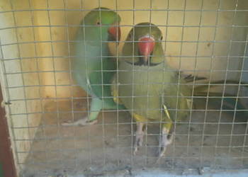 Aleksandretta obrożna para