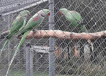 Aleksandretta wielka samica 24r