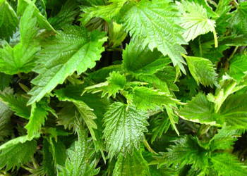 Pokrzywa i skrzyp polny suszony z łąk