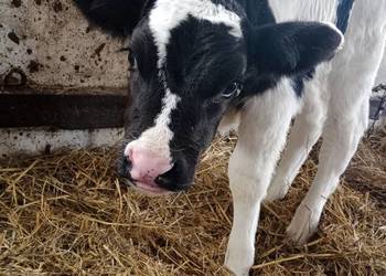 Cielak Byczek od GOSPODARZA