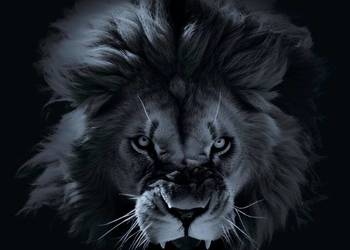 panel vinylowy Republic Kraków