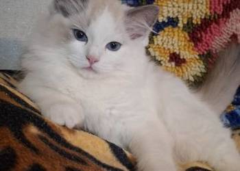 Kocurek ragdoll rodowodowy