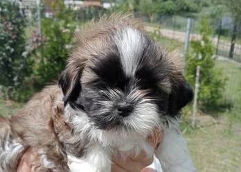 Shih tzu suczka