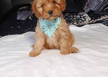 Suczka Cavapoo