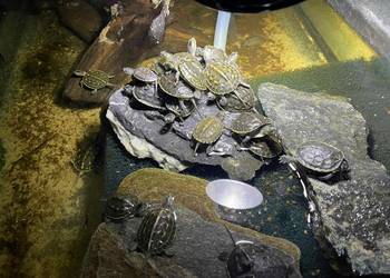 Żółw wodno-lądowy chiński (Mauremys reevesii oraz sinensis )