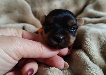 Yorkshire terrier do rezerwacji