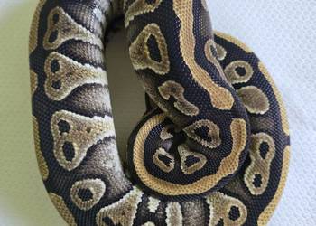 Wąż pyton królewski, python regius samica