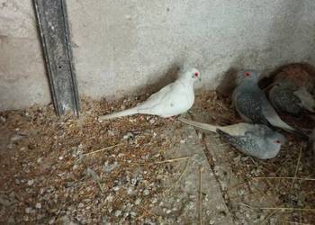 Sprzedam gołąbka szeka