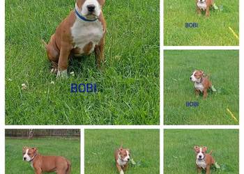 American Staffordshire Terrier