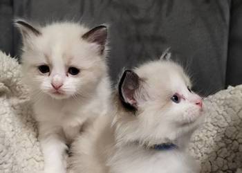 Ragdoll dwaj bracia bicolor