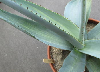 Unikatowa agawa - agave guiengenola mediopicta striata - sadzonka