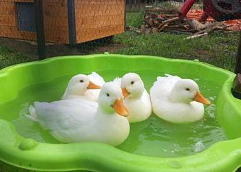 Kaczki call duck