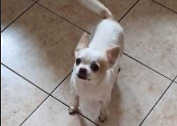 Do adopcji dorosła suczka Chihuahua