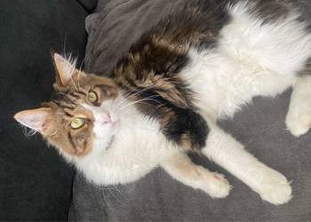 Maine Coon reproduktor