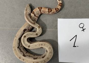 Boa cesarskie samice hypo cb26