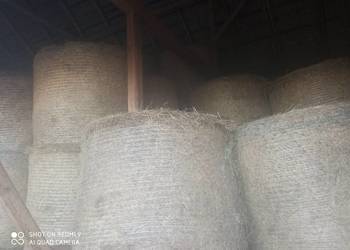 sprzedam siano w balotach