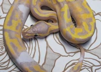 Wąż pyton królewski, python regius samica