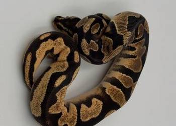 Super High Intensity Orange Dream YellowBelly samiec Pyton królewski/regius