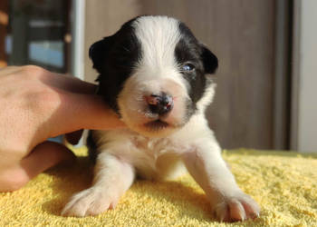Szczeniak BORDER COLLIE z prof. Hodowli, Pies z pełną dok.