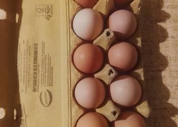 Sprzedam jajka za 1.20