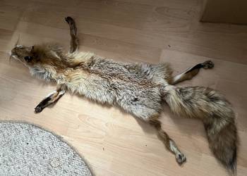 Prawdziwa skóra z lisa rudego garbowana