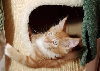 Kocurek Maine Coon Rodowód FPL