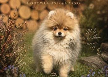 Szpic miniaturowy Pomeranian