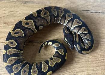 Python królewski Black head yellow belly