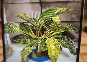 Samsung Galaxy A22 5G - 4/64GB jak nowy