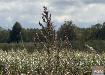 Sprzedaż działki Gryfice 3000m2