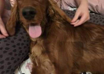 Seterki irlandzkie z rodowodem