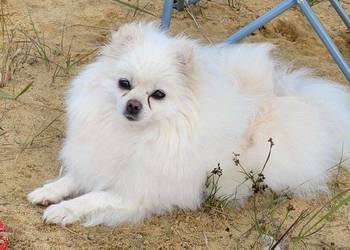 Suczka pomerinian dorosła