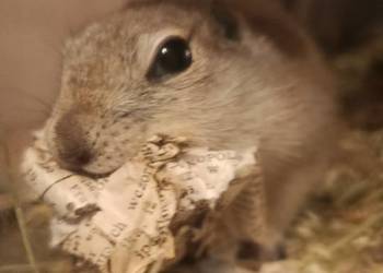 Suseł Richardsona, wiewiórka ziemna,piesek preriowy,