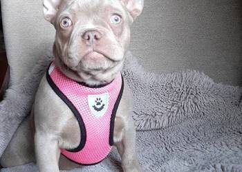 Buldg francuski suczka