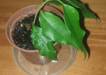 Fikus benjamina, roślina rosnąca Fikus benjamina, roślina rosnąca