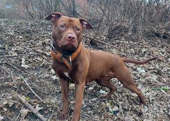 American Pit Bull Terrier ADBA Zapowiedź 2026/2027