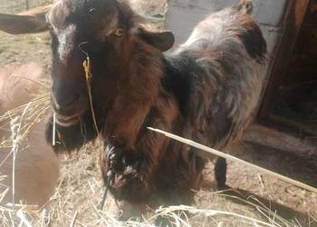 Sprzedam kozę i capa