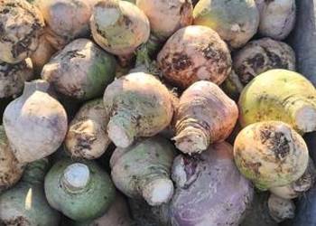 Brukiew jadalna ekologiczna