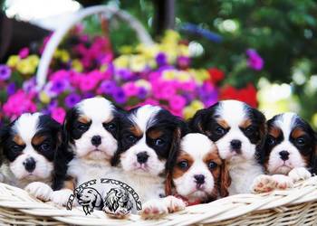 Szczenięta Cavalier King Charles Spaniel