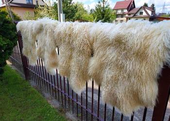 Skóra Owcza Szwedzka Biała Długi Kręcony Włos Naturalna