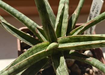 Sansevieria ballyi Tom Grumbley karłowata sansewieria kolekcja