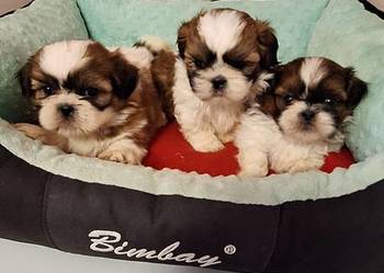Shih Tzu szczeniaczki.