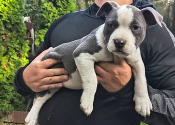 American Bully ABKC standard pies suka